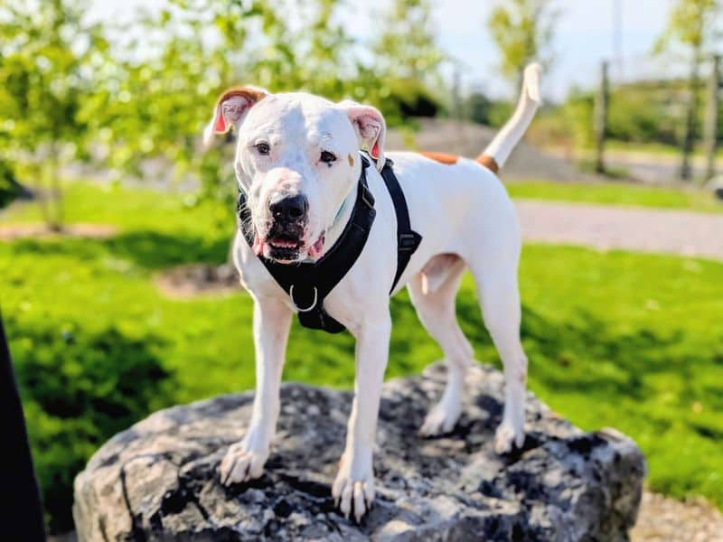 Maxi, american bulldog for adoption in Cardiff