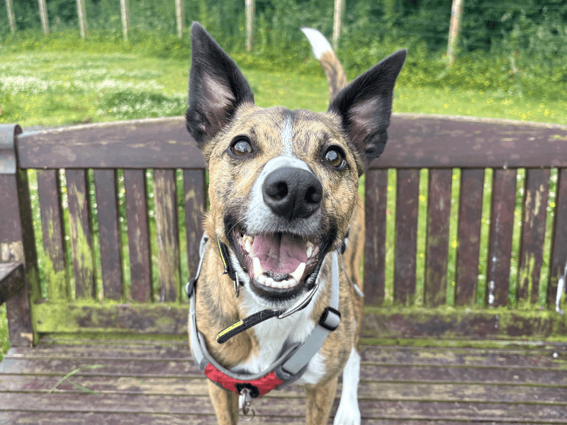 Rocket, whippet cross for adoption in Mid and East Antrim