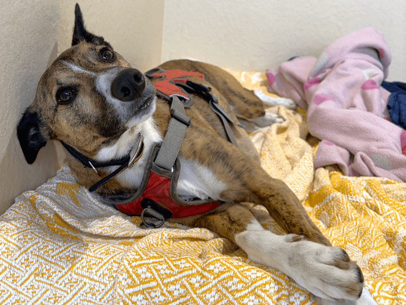 Rocket, photo 4