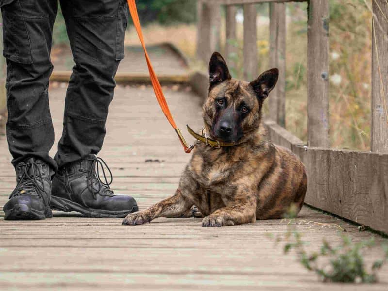 Lady Ruby Waggington, dutch shepherd cross for adoption in Wymeswold
