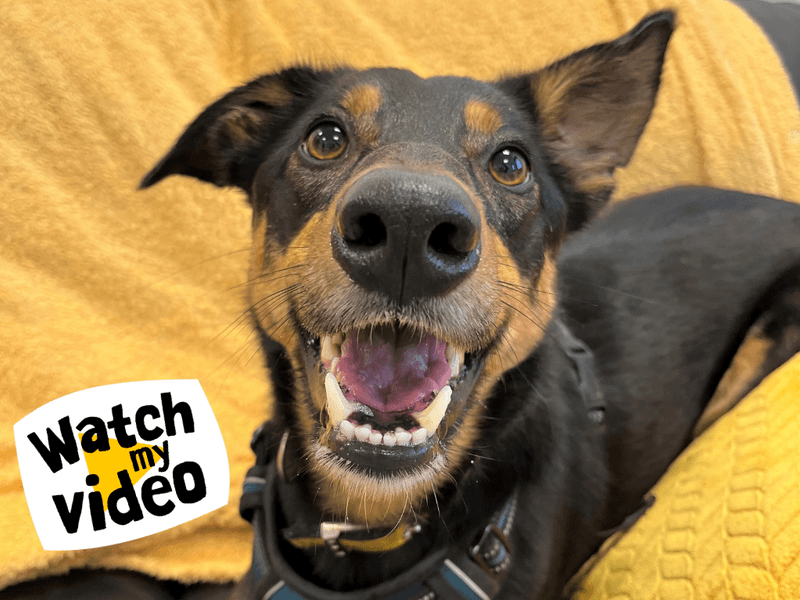 Olly, border collie cross for adoption in Mid and East Antrim