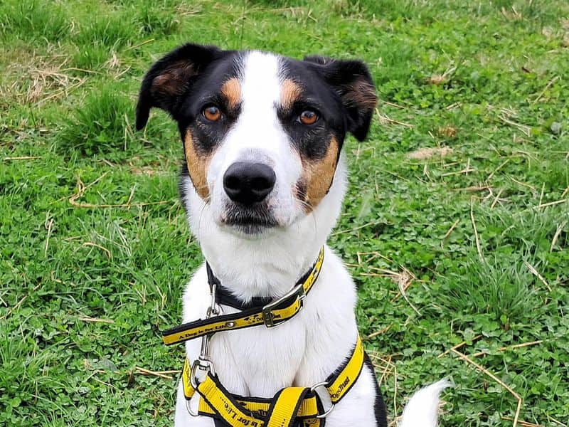 Oscar, lurcher cross for adoption in Mid and East Antrim