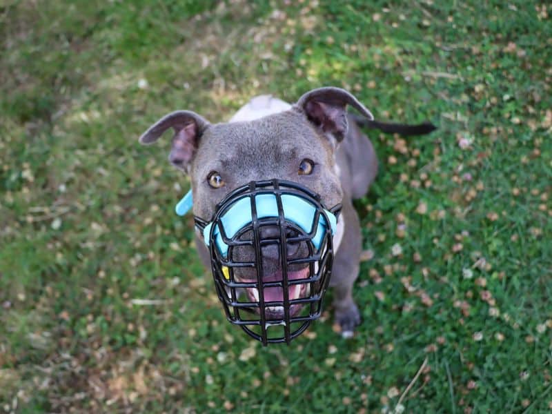Blue, photo 6