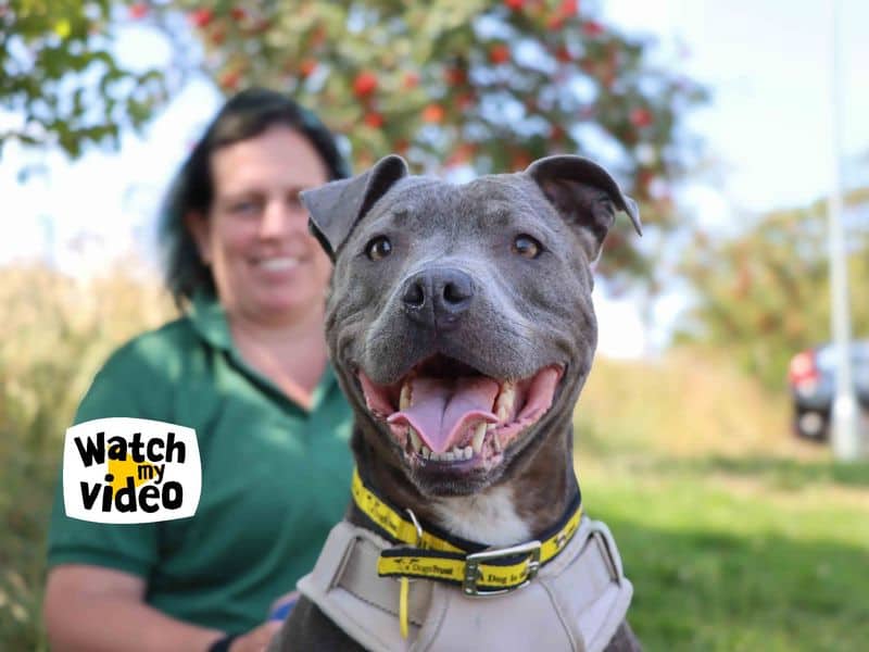 Blue, staffordshire bull terrier for adoption in Sadberge
