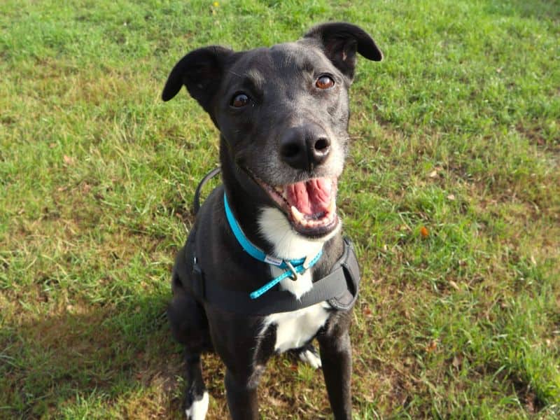 Pepsi, lurcher cross for adoption in London