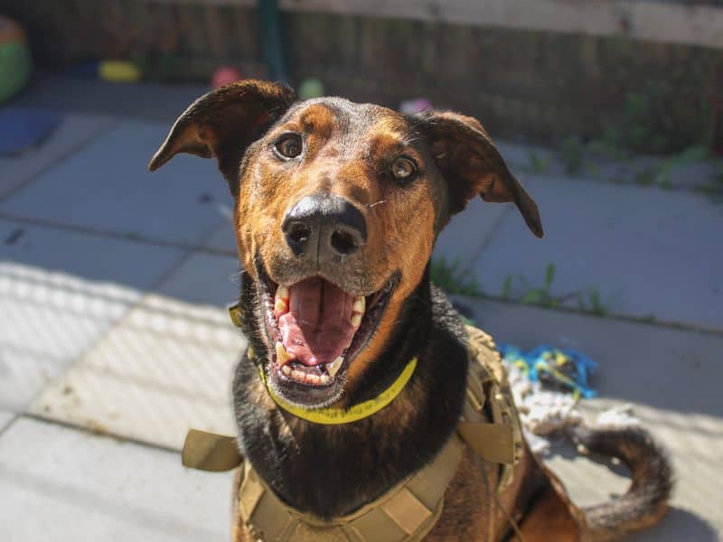 Jax, dobermann cross for adoption in Shoreham-by-Sea