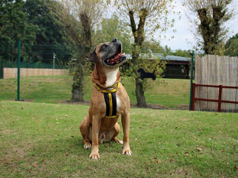 Bruce, photo 6