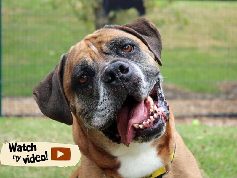 Bruce, boerboel cross for adoption in Huyton