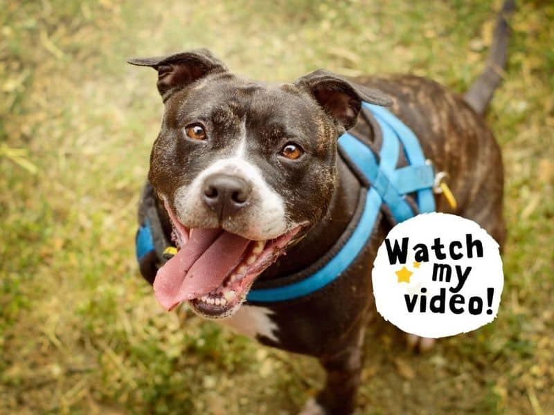 Stella, staffordshire bull terrier cross for adoption in Kenilworth