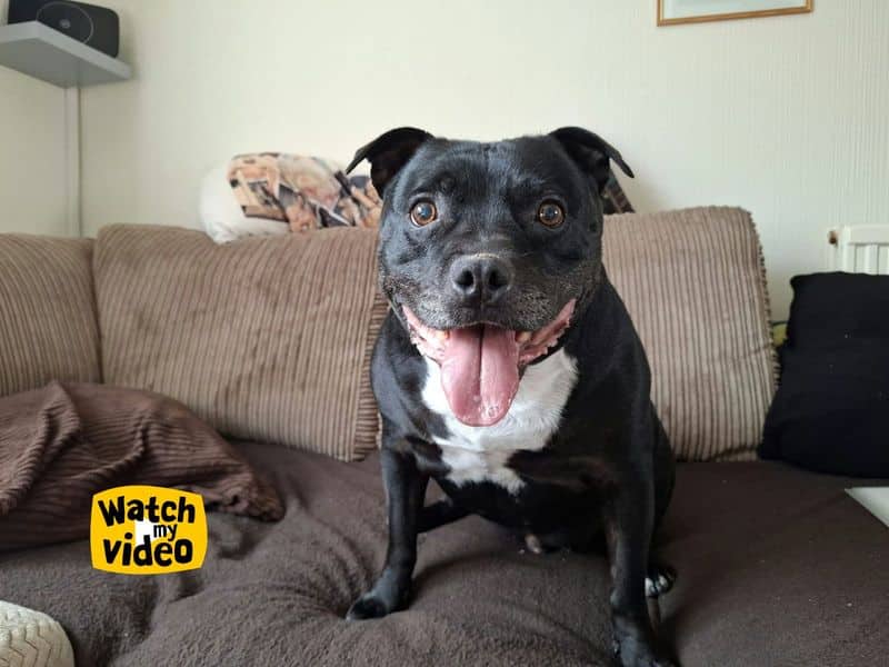 Wiley, staffordshire bull terrier for adoption in Ilfracombe