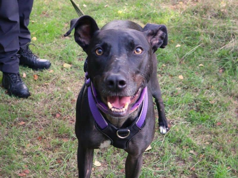 Pacino, lurcher for adoption in London