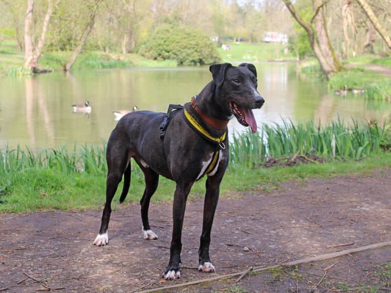 Angus, photo 4
