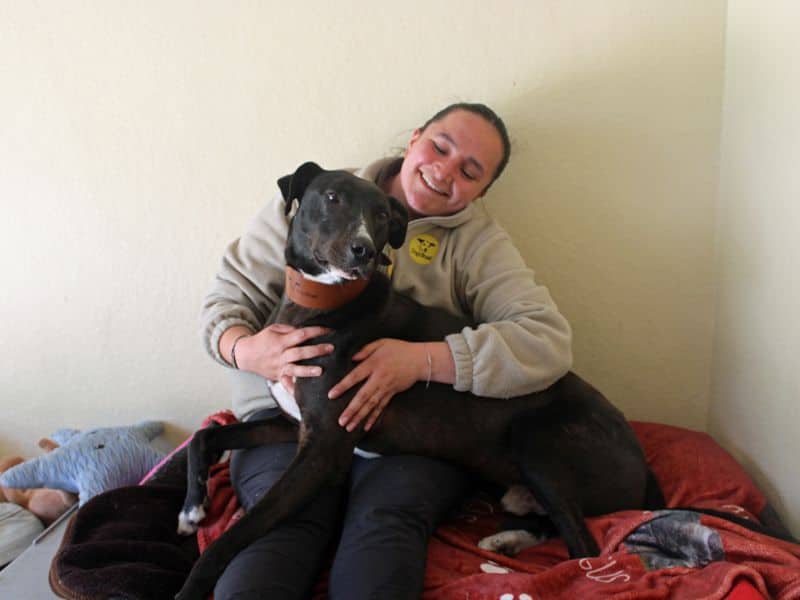Angus, photo 3