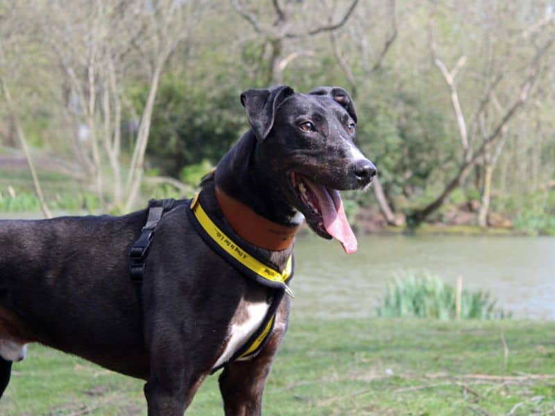 Angus, photo 5