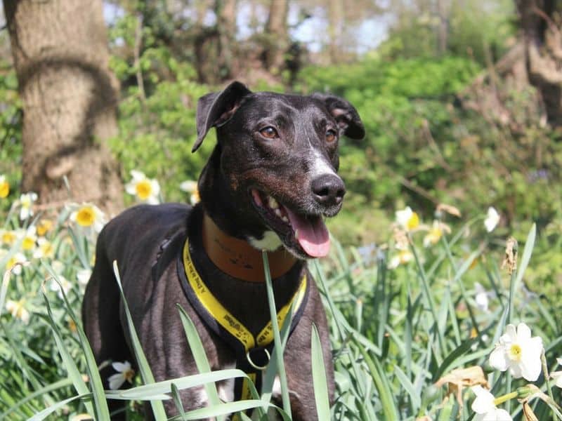 Angus, lurcher for adoption in Huyton