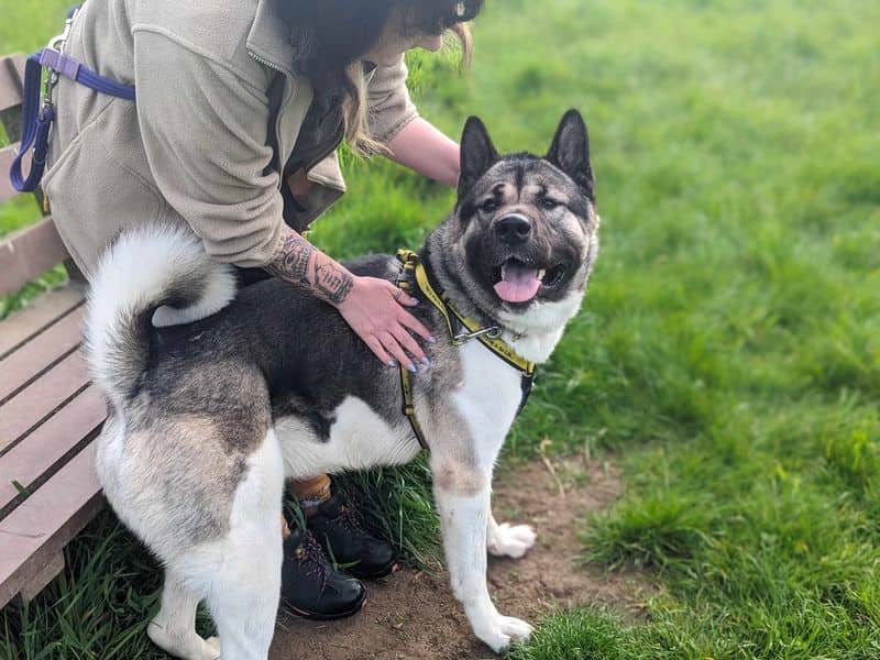 Bucky, american akita for adoption in Wymeswold