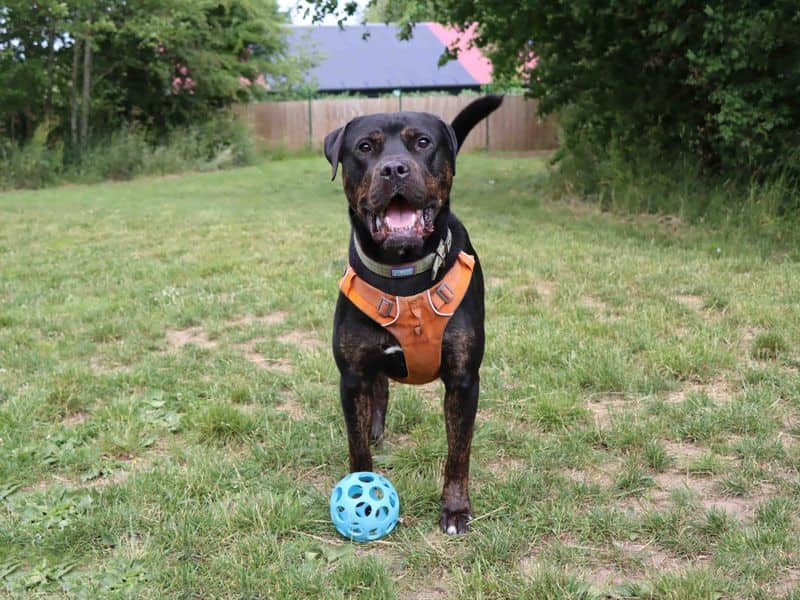 Tank, mastiff cross for adoption in Sadberge