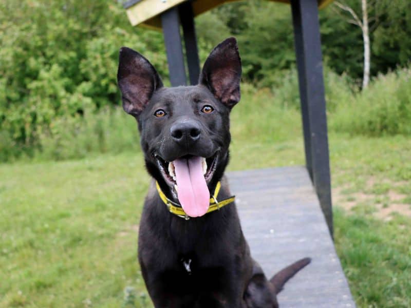 Levi, german shepherd dog cross for adoption in Sadberge