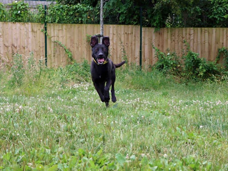 Levi, photo 2