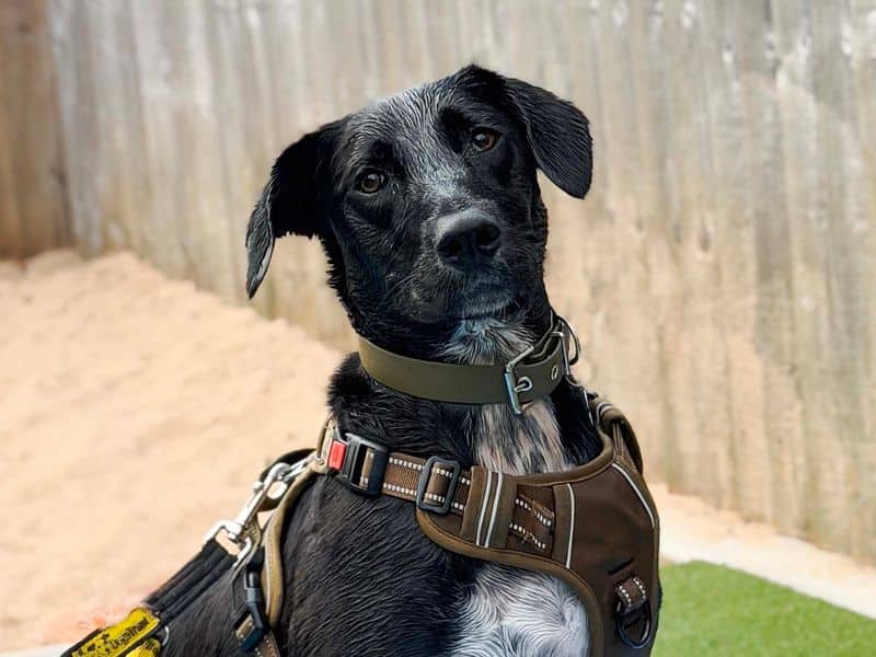 Billy, english springer spaniel cross for adoption in Leeds