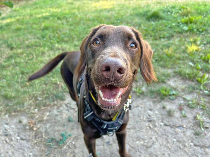 Andy Pandy Pudding and Pie, english springer spaniel for adoption in Newton Tony