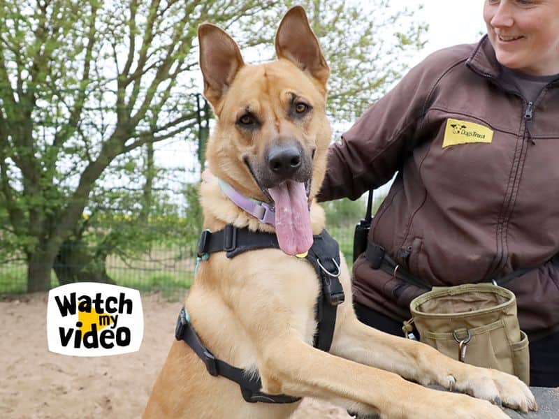 Buddy, german shepherd dog cross for adoption in Leeds