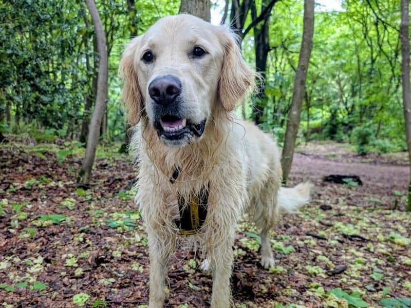 Borris, golden retriever for adoption in Mid and East Antrim