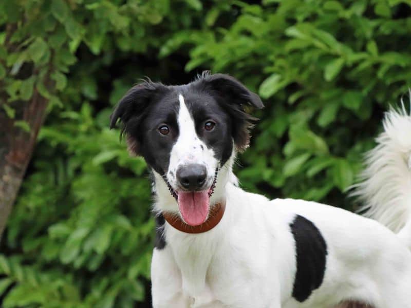 Robin, lurcher for adoption in Sadberge