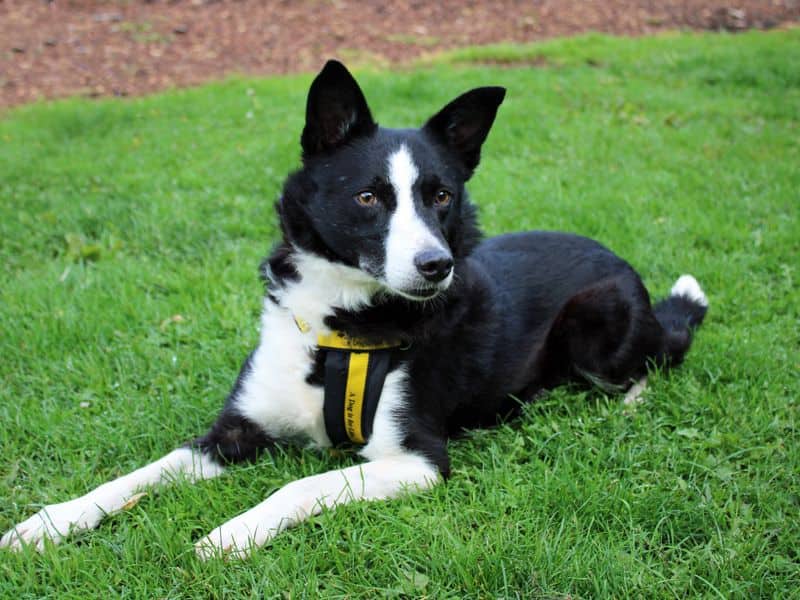 Tivvie, border collie for adoption in Huyton