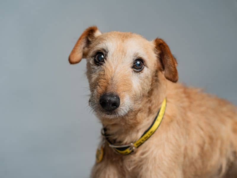 Rossi, crossbreed for adoption in Huyton