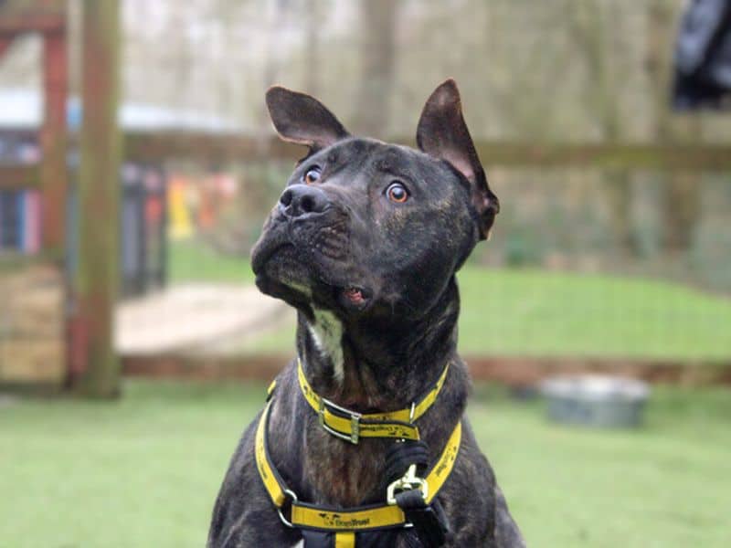 Baxter, mastiff cross for adoption in Huyton