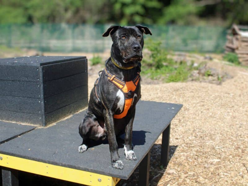 Baxter, photo 4