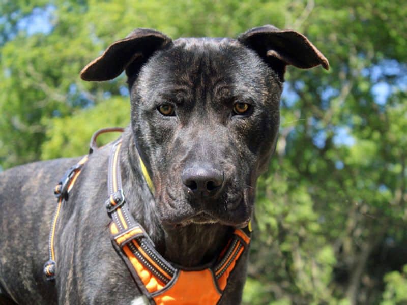 Baxter, photo 5