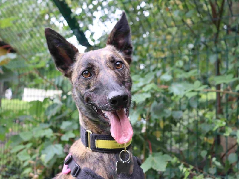 Meadow, malinois belgian shepherd dog cross for adoption in Glasgow