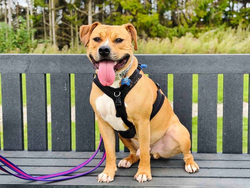 Otis, staffordshire bull terrier cross for adoption in Leeds