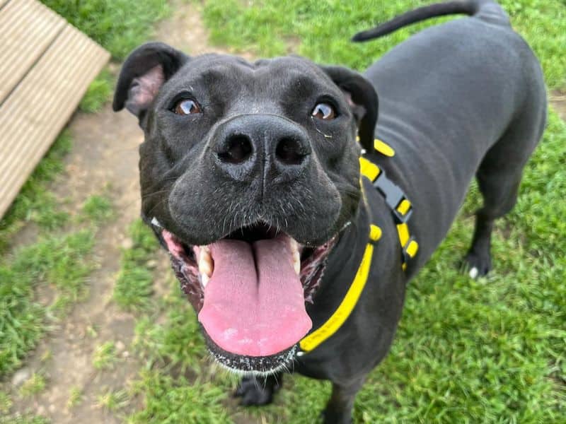 Kiwi, crossbreed for adoption in West Calder