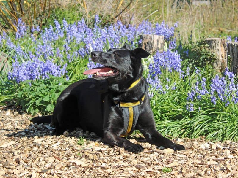 Nala, photo 4