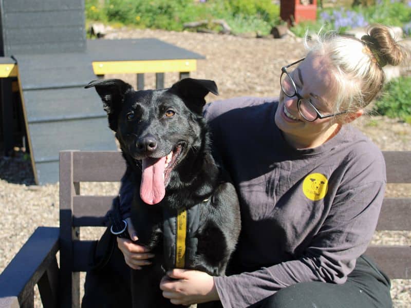 Nala, german shepherd dog cross for adoption in Huyton