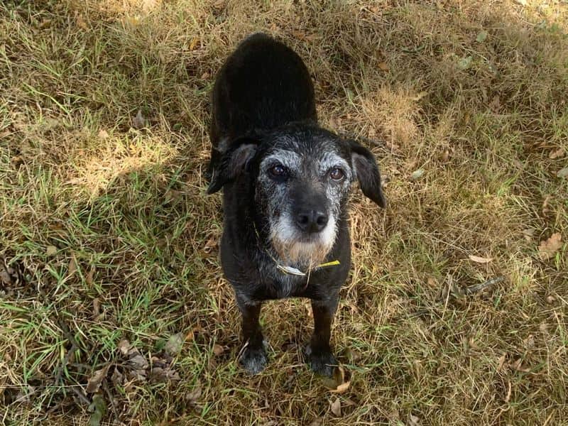 Kizzi, patterdale terrier cross for adoption in Ilfracombe