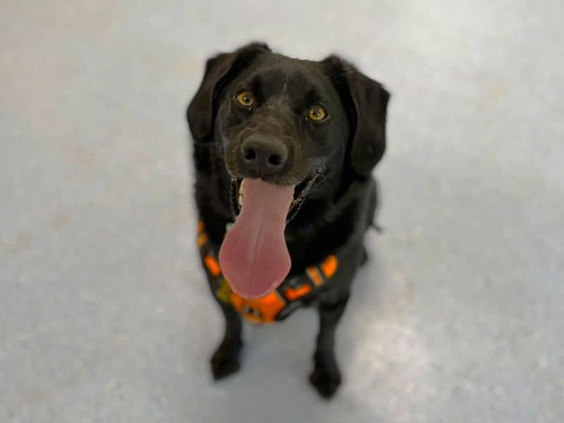 Dexter, border collie cross for adoption in Chestfield