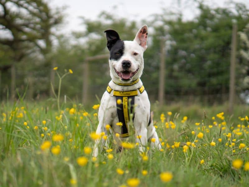 Milly, staffordshire bull terrier for adoption in Leeds