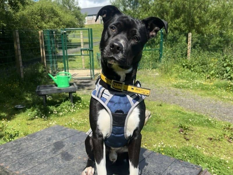 Lenny, border collie cross for adoption in Mid and East Antrim