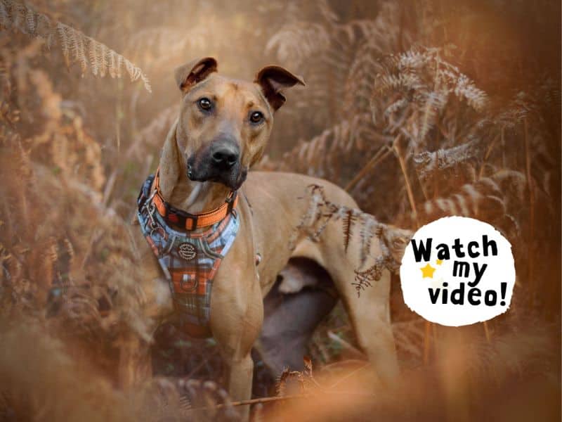 Captain Porkchop, lurcher for adoption in Kenilworth