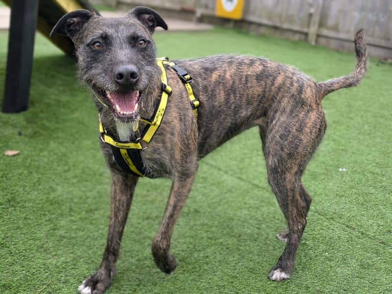 Lara Longlegs, lurcher for adoption in West Calder