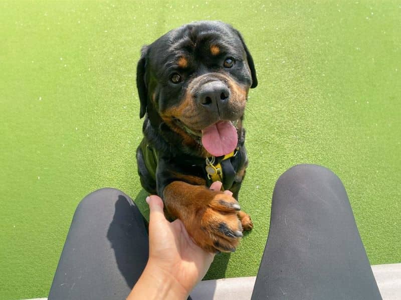 Hudson, rottweiler for adoption in Wickford
