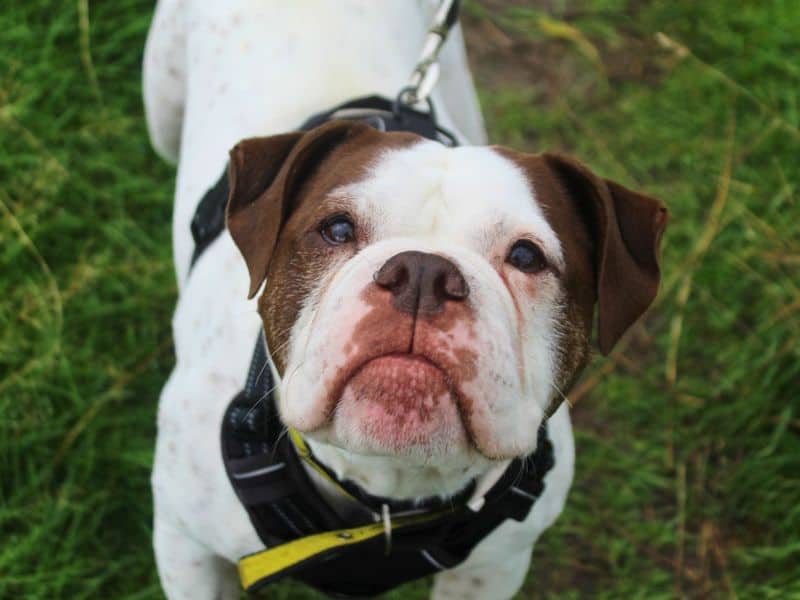 Bluebell, bulldog for adoption in Denton