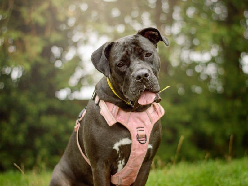 Lydia, crossbreed for adoption in Kenilworth