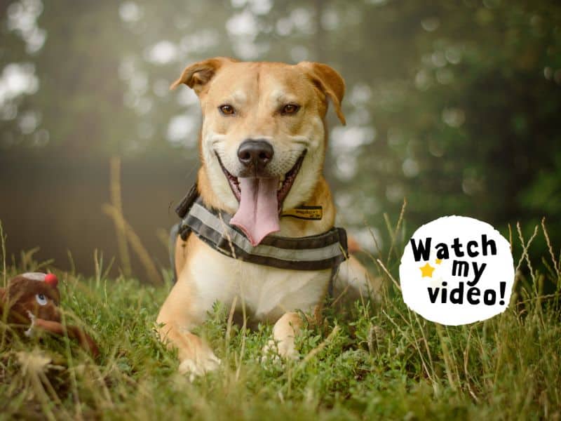 Donny, crossbreed for adoption in Kenilworth