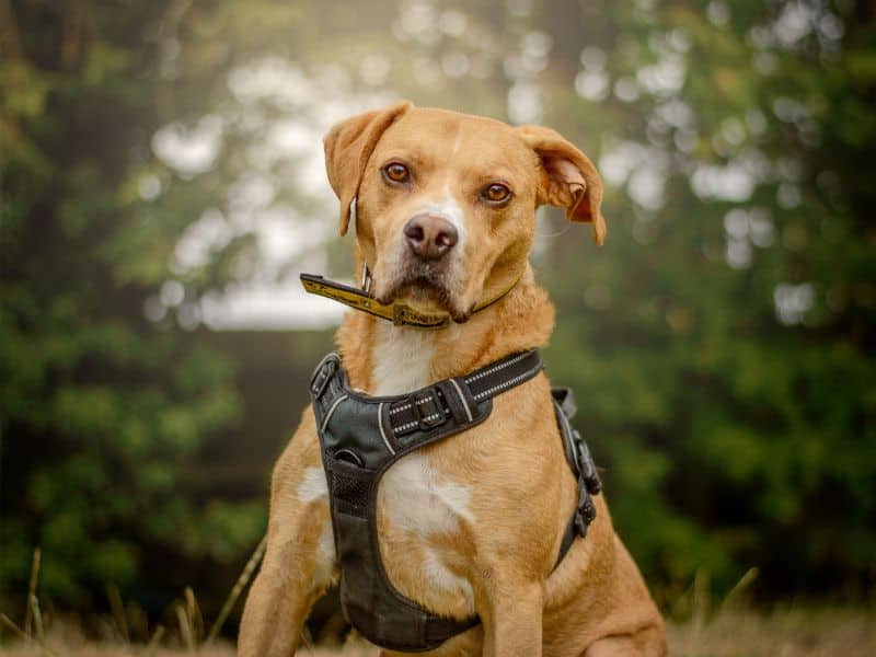 Mosley, staffordshire bull terrier cross for adoption in Kenilworth