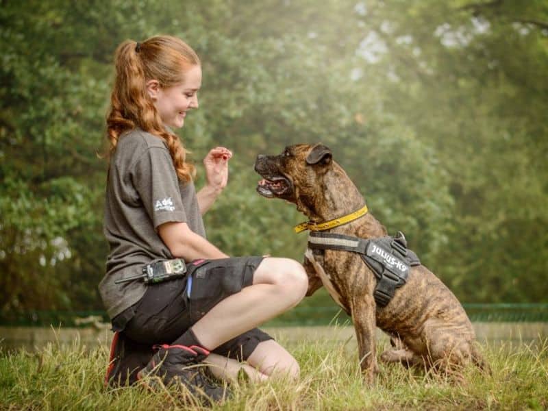 Kyza, boxer cross for adoption in Kenilworth
